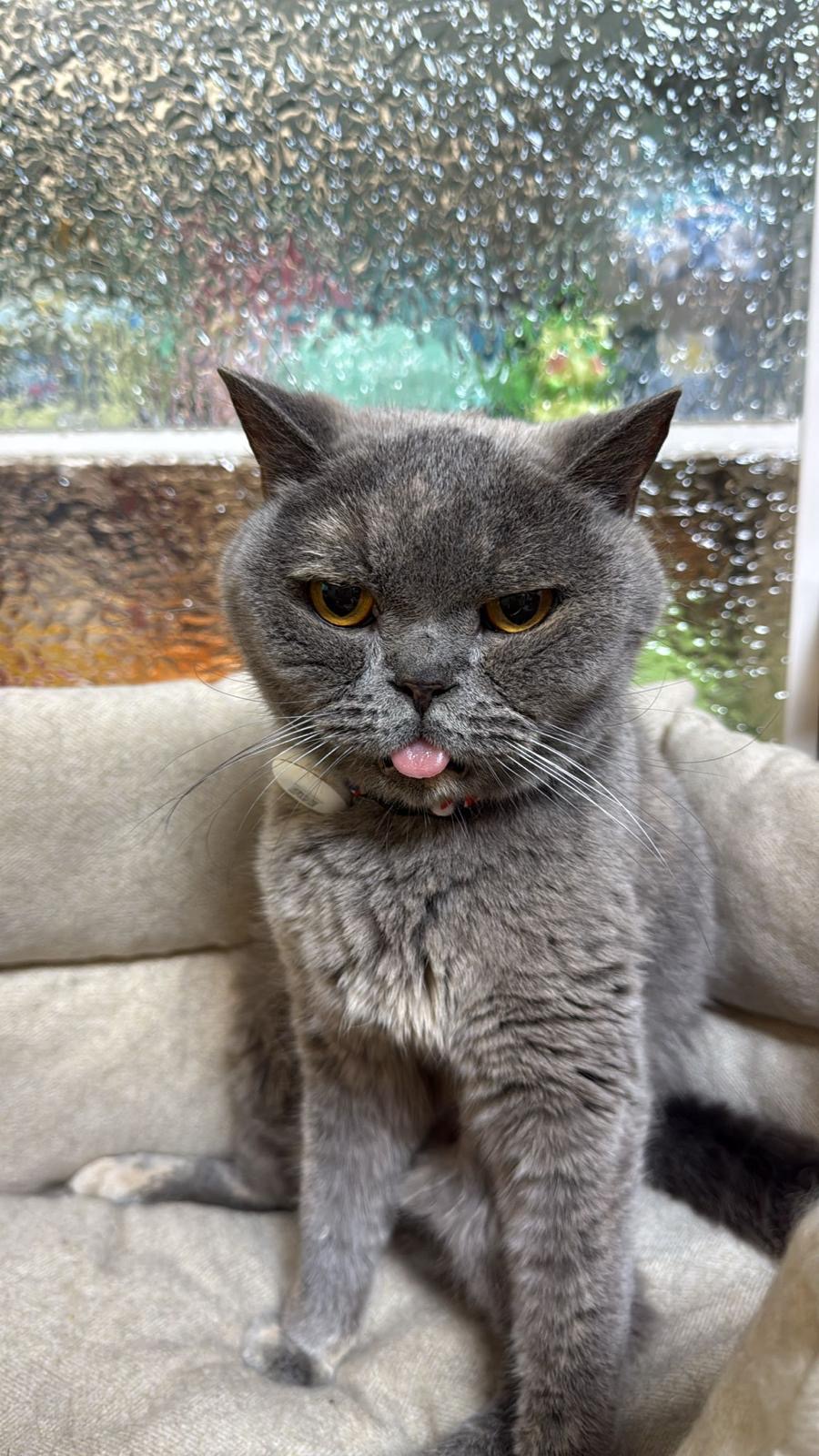 Grey cat sitting by the window