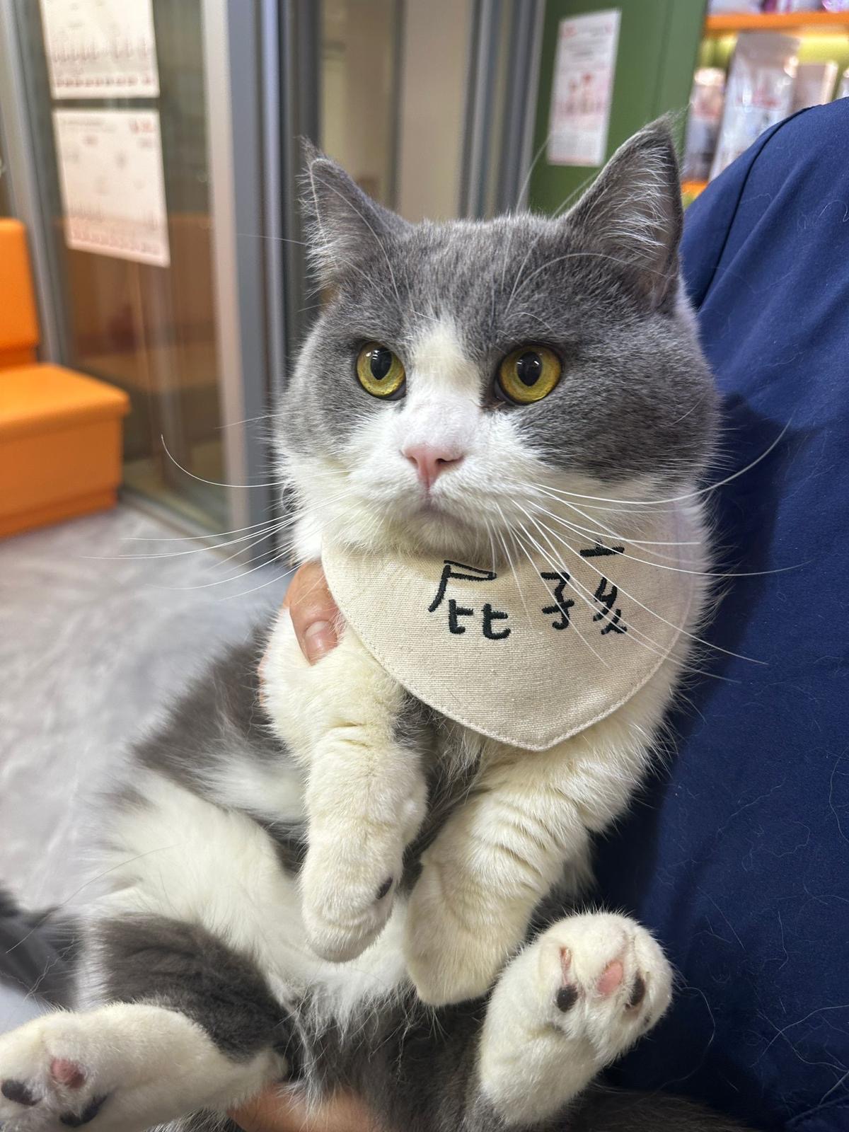 Cat being held in the clinic