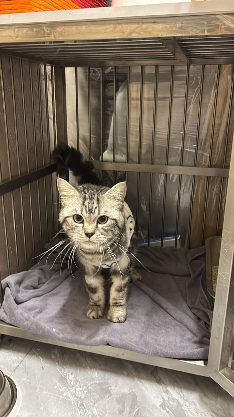 Cat resting in clinic ward