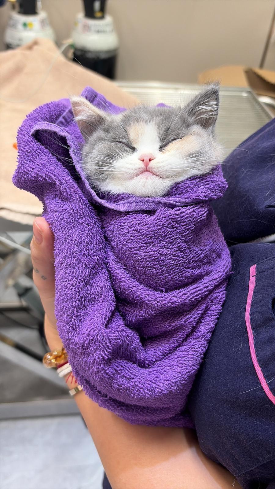 Kitten wrapped in a towel at the clinic