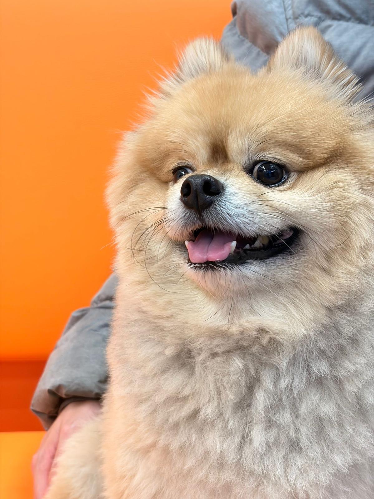 Dog patient close-up