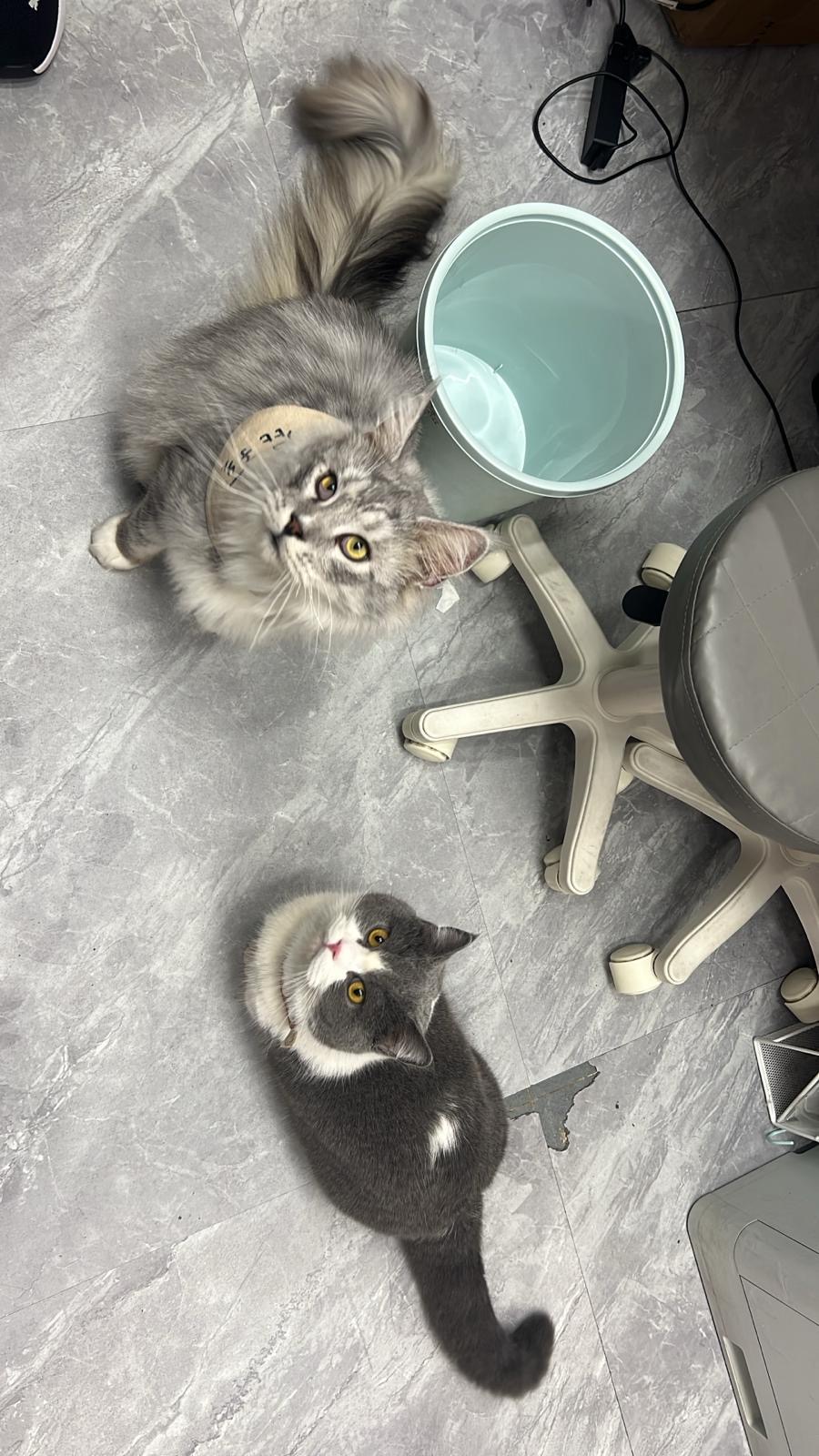 Two cats on clinic floor
