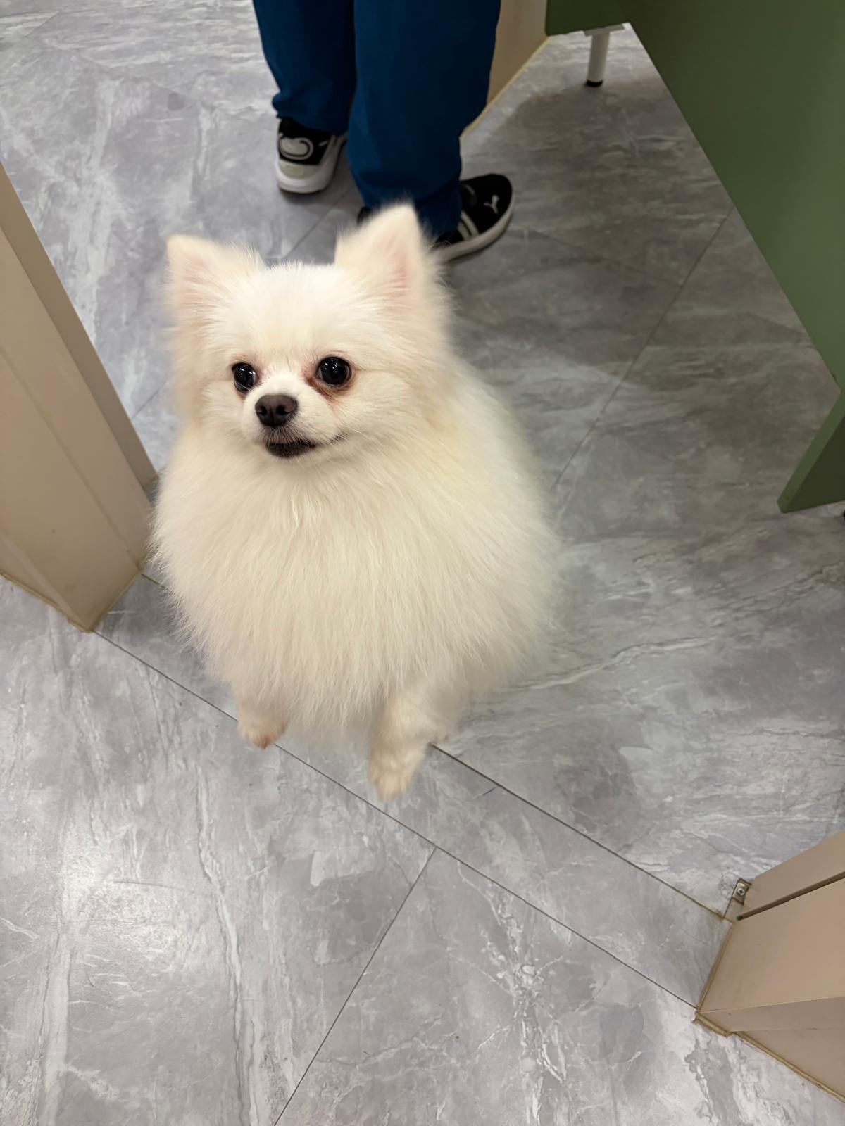 White pomeranian at the clinic